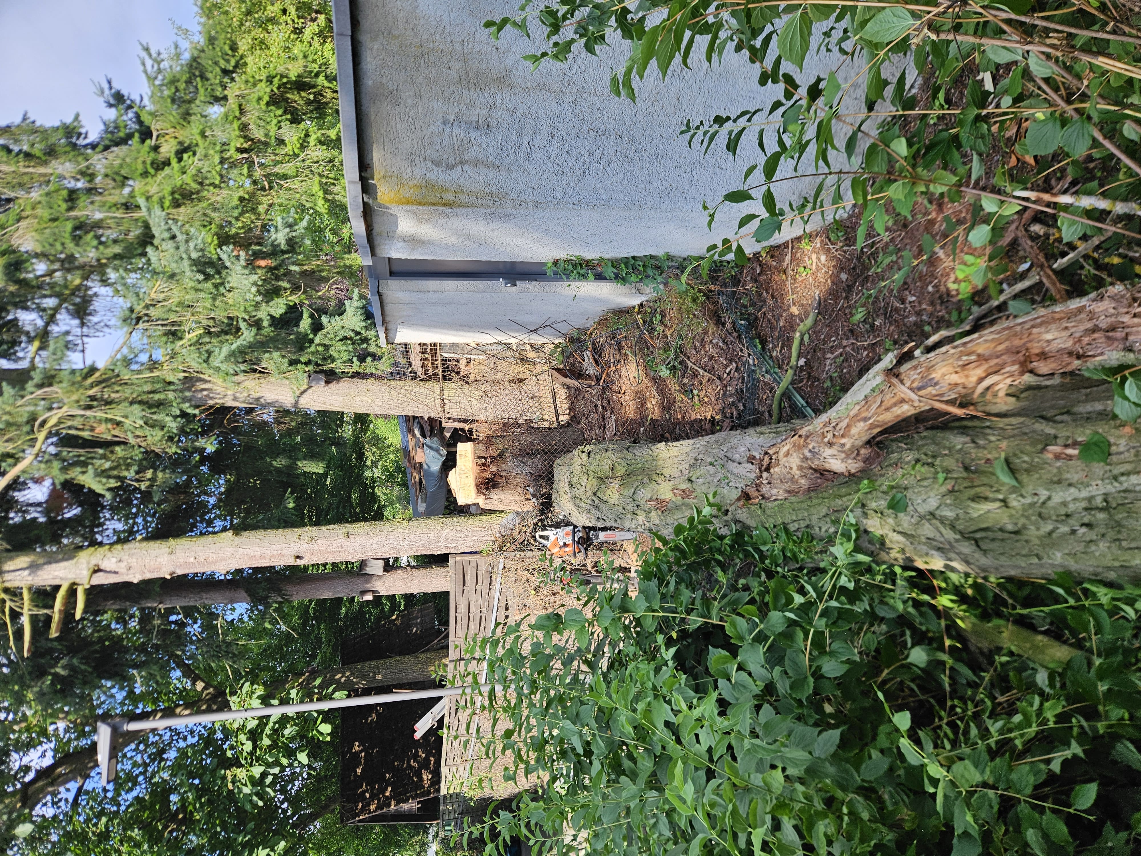 Spezialfällung zwischen Mauer und Hecke